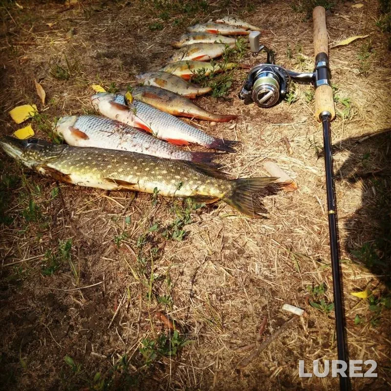 Chub, Perch — Severskiy Donets, Aug 24, 2017