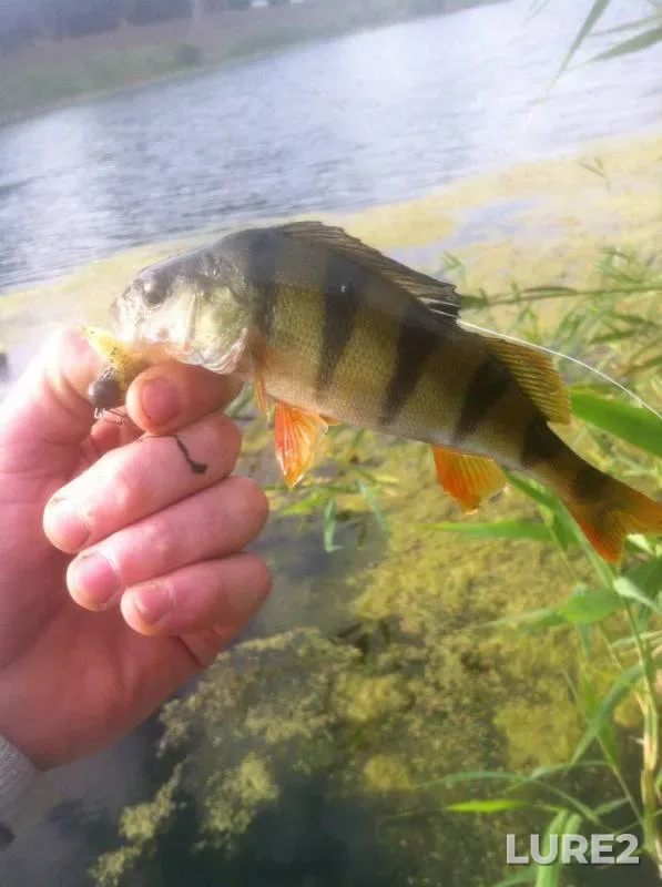 Perch, Tench — Aydar, Aug 30, 2017