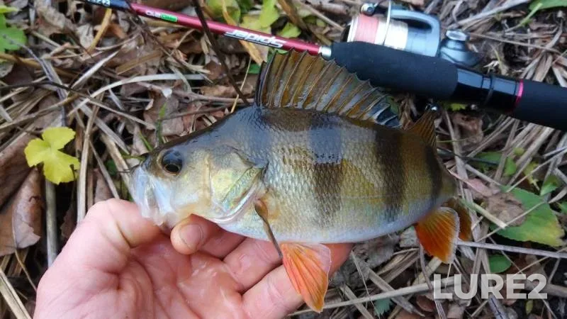 Perch — Aydar, Nov 06, 2017