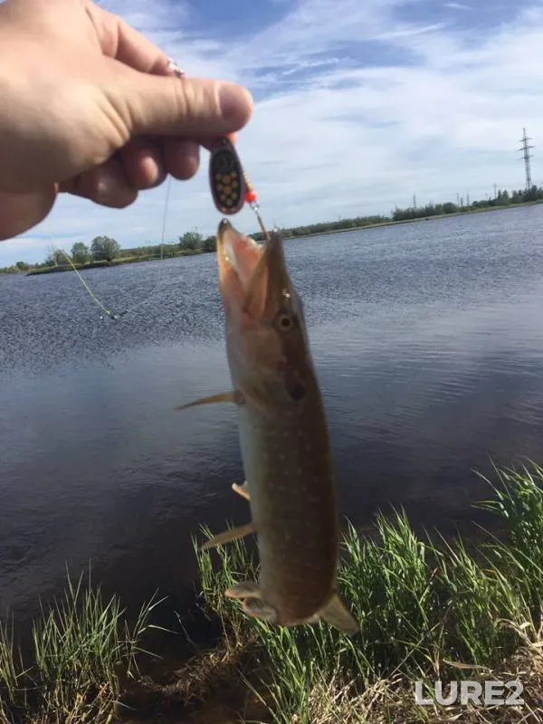 Perch, Pike — protoka Bolshaya Yuganskaya, Jun 09, 2019