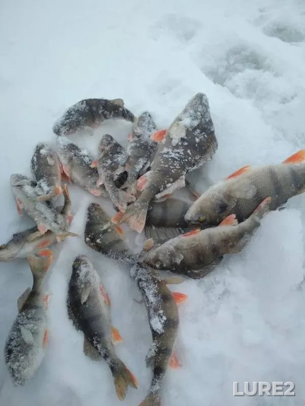 Perch — Luganska oblast, Jan 28, 2018