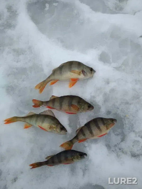 Perch — Peschanoye, Jan 30, 2018