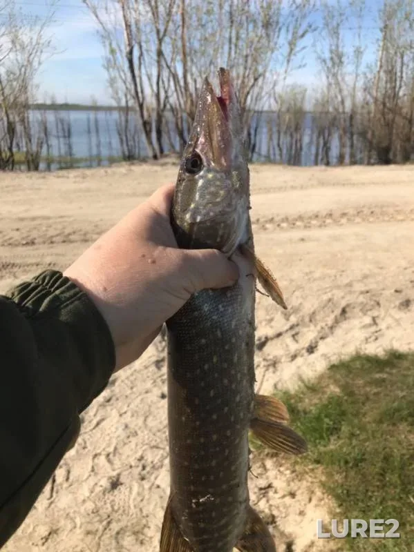 Pike — Malyy Balyk, Jun 04, 2019