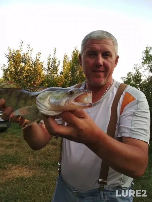 Perch, Zander — Luganska oblast, Aug 21, 2018