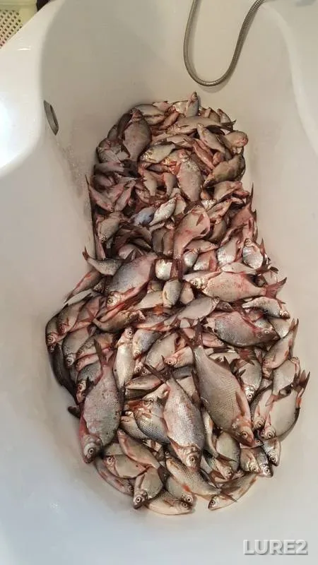 Bream — Oskol, Jan 19, 2019