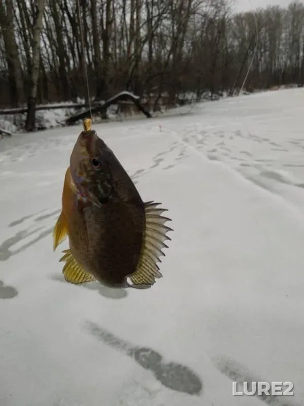 Pike — Severskiy Donets, Jan 19, 2019
