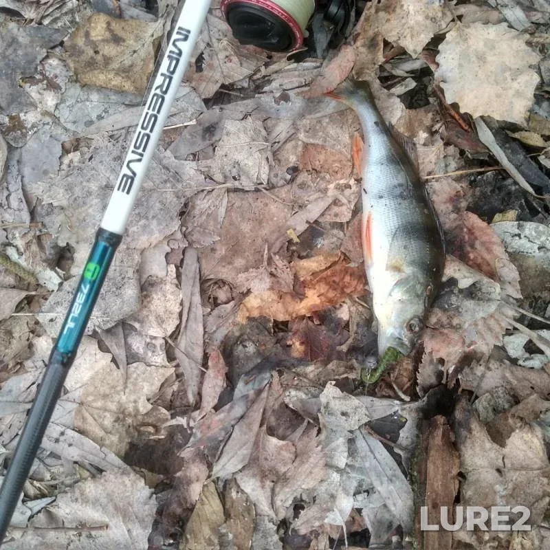 Perch — Severskiy Donets, Mar 10, 2019