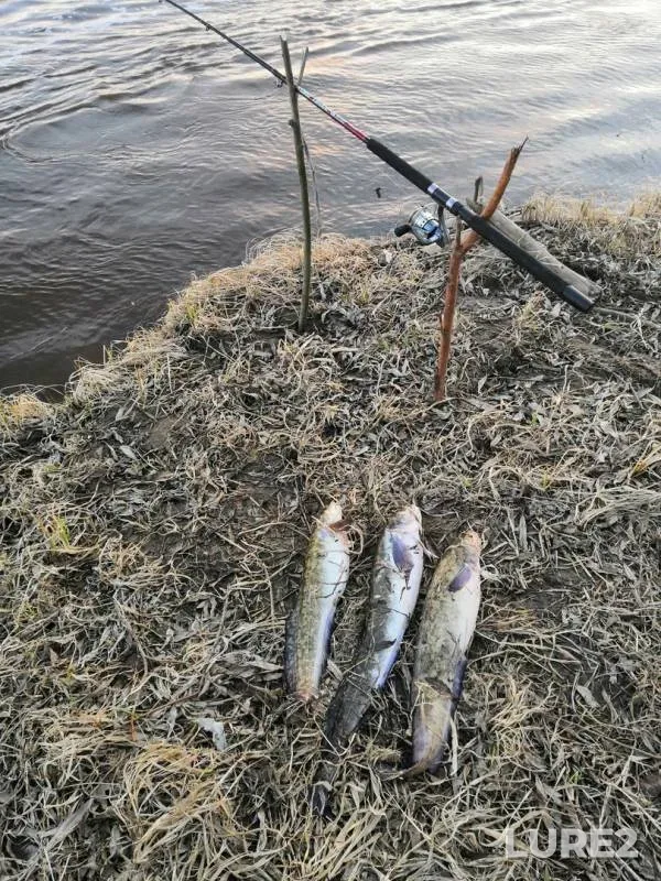 Burbot — protoka Akopas, May 26, 2019