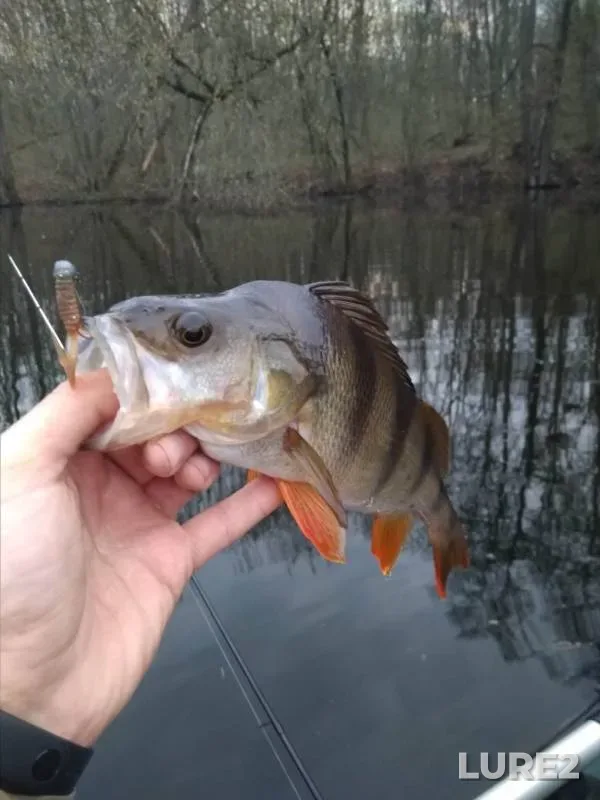 Perch — Severskiy Donets, May 05, 2019
