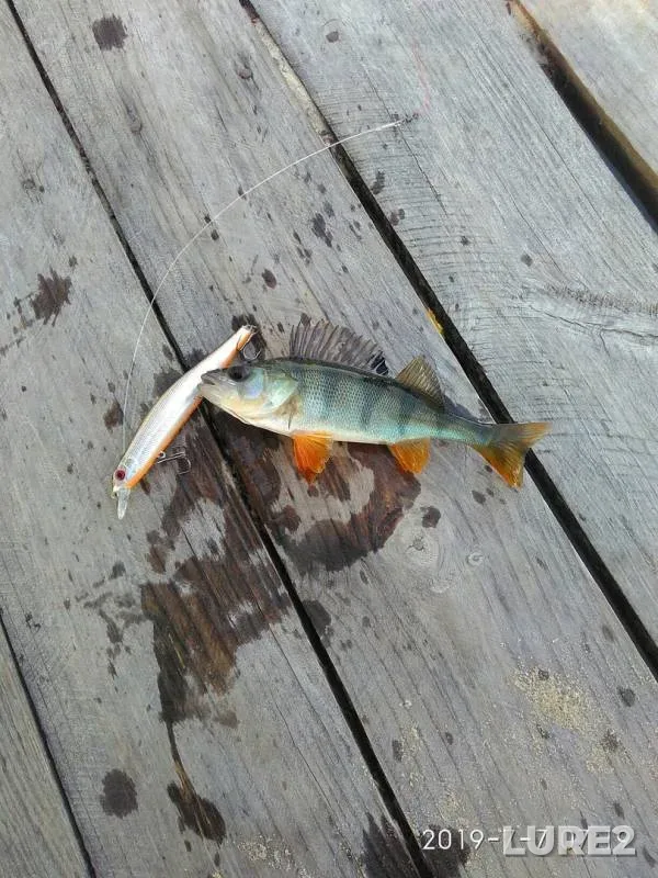 Perch, Pike — Bobrovo, Jul 07, 2019