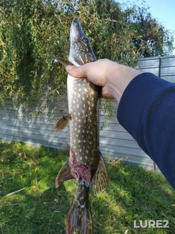 Pike — Peschanoye, Oct 17, 2019
