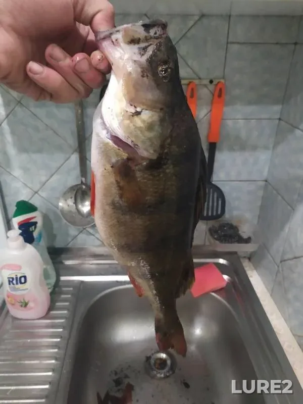 Perch — Severskiy Donets, Oct 18, 2019