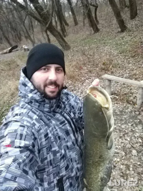 Wels catfish — Severskiy Donets, Nov 10, 2019