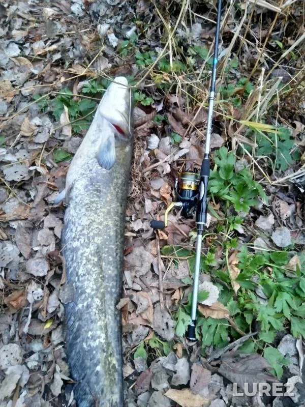 Wels catfish — Severskiy Donets, Nov 10, 2019