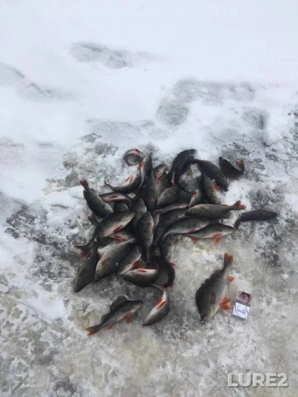 Perch — Tyvyega, Apr 19, 2019