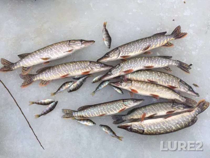 Perch, Pike — Kokshenga, Dec 08, 2019