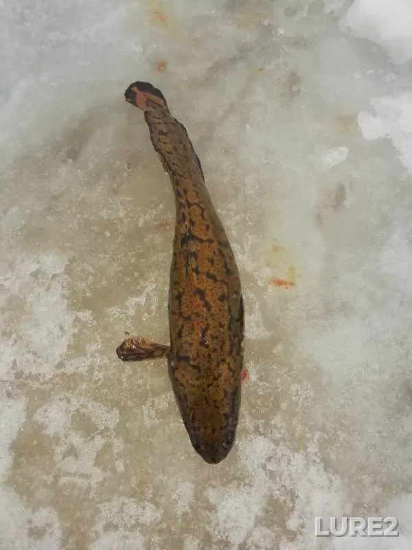 Burbot — Zaton Limenda, Dec 25, 2019