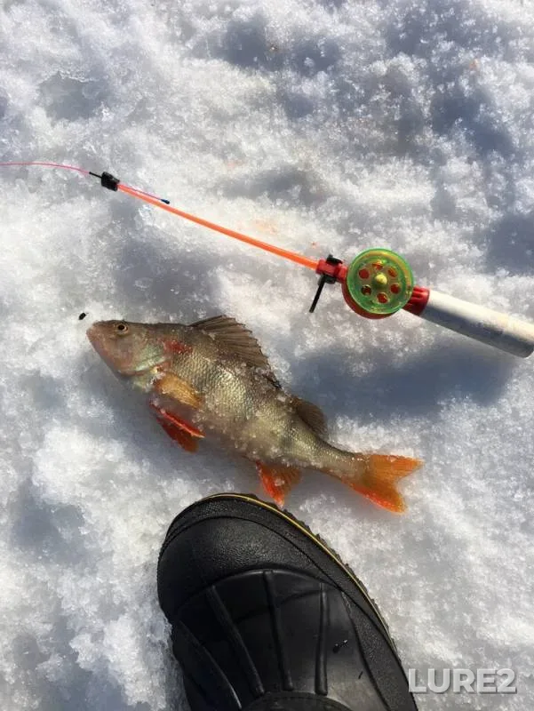Perch, Pike — protoka Bolshaya Yuganskaya, Mar 28, 2019