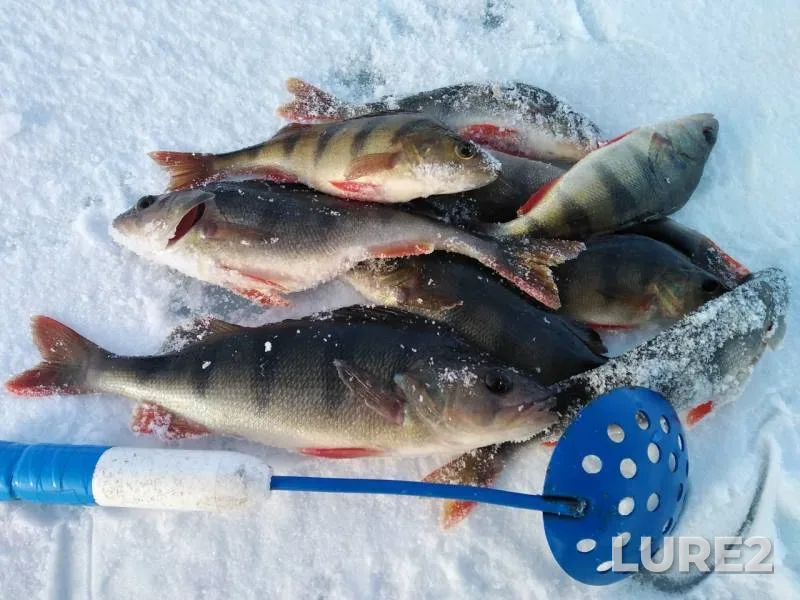 Perch — Kaskurya, Apr 08, 2020