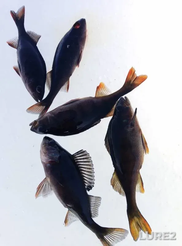 Perch — Arkhangelskaya oblast, Plesetskiy munitsipalnyy okrug, Apr 10, 2020