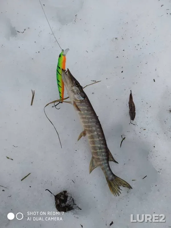Pike — Arkhangelskaya oblast, Apr 15, 2020