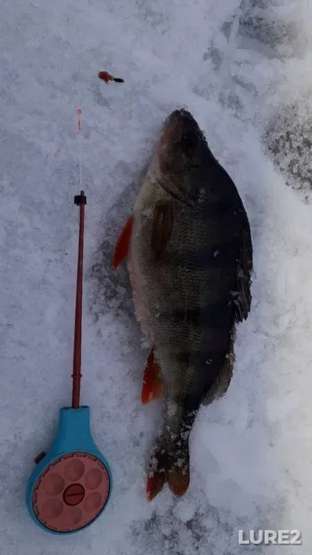 Perch — Arkhangelskaya oblast, Pinezhskiy munitsipalnyy okrug, May 03, 2020