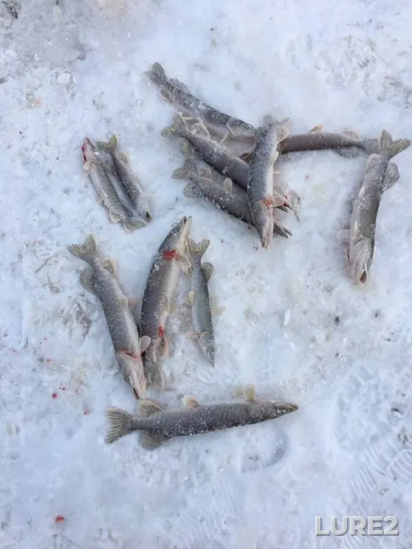 Pike — protoka Bolshaya Yuganskaya, Dec 21, 2018