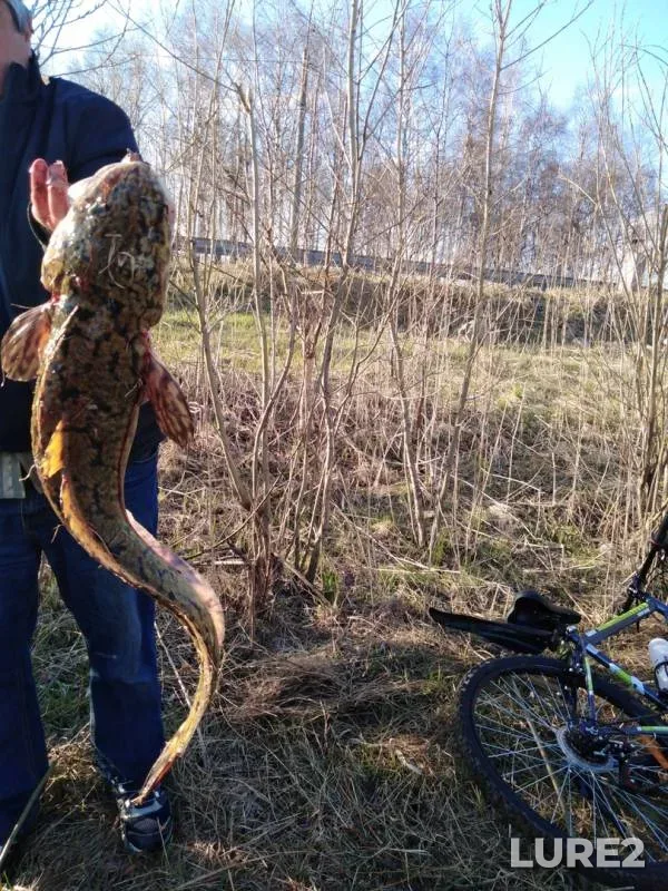 Burbot — Severnaya Dvina, May 17, 2020