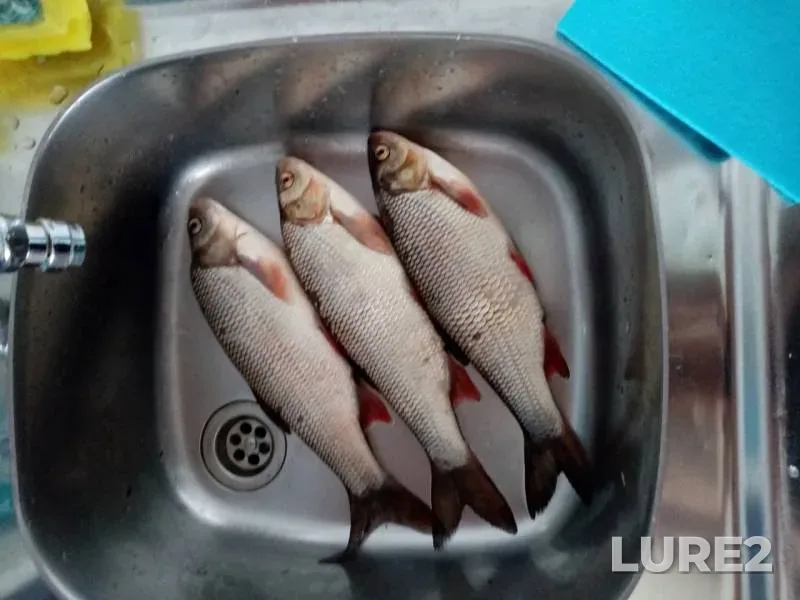 Ide, Perch — Povrakulka, May 19, 2020