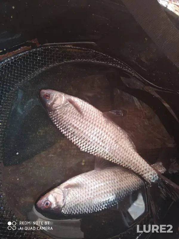 Roach — vodotok Uyemlyanka, May 06, 2020