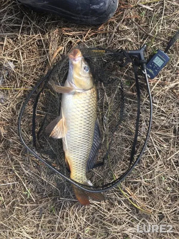 Bream, Carp — Arkhangelskaya oblast, May 09, 2020