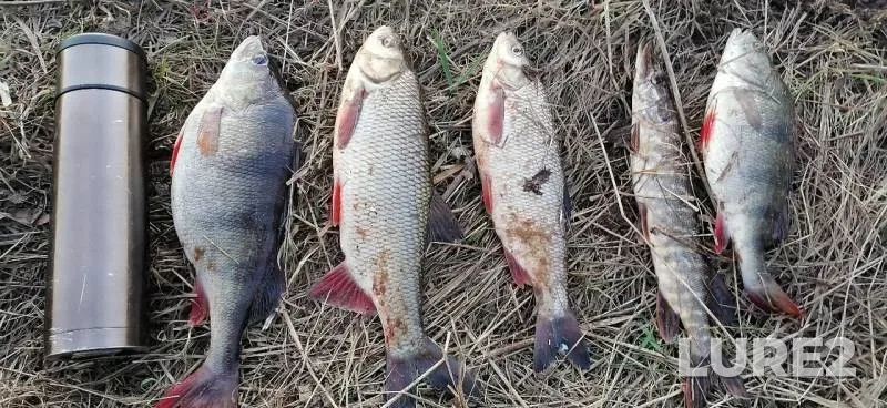 Ide, Perch — Severnaya Dvina, May 05, 2020