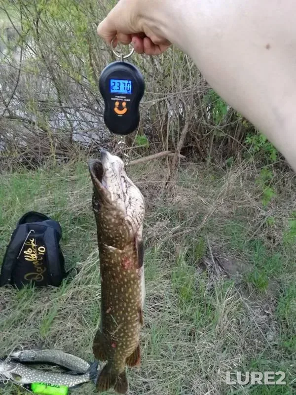 Pike — Saratovskoye, May 11, 2019