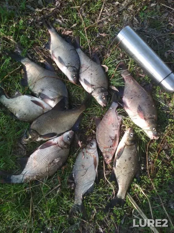 Bream — Kutulukskoye, May 10, 2019