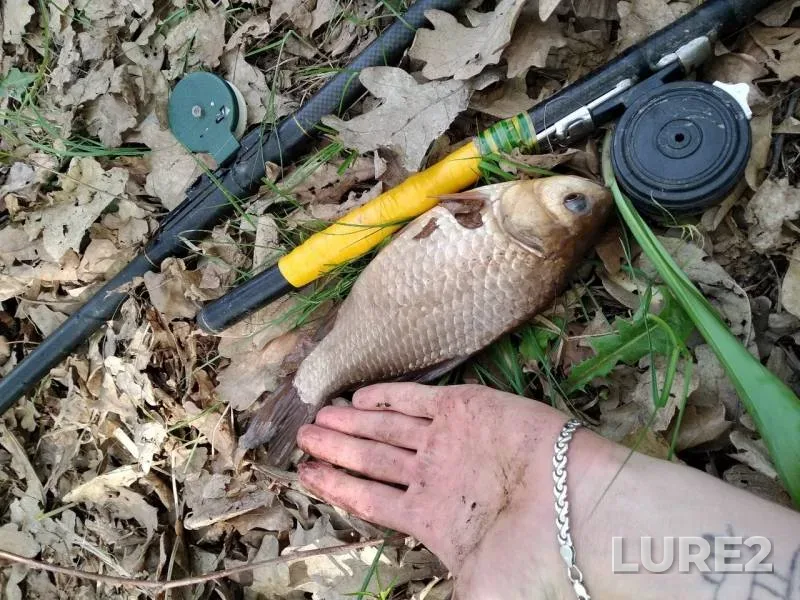 Crucian carp, Roach — Chyornoye, May 12, 2019