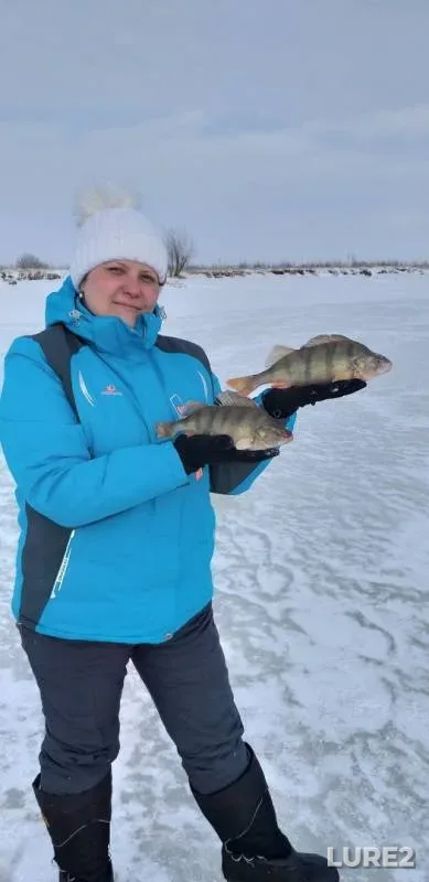 Perch, Roach — protoka Bolshaya Yuganskaya, Apr 18, 2019