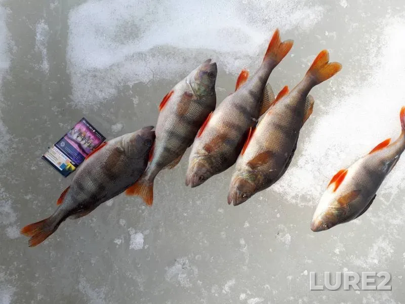 Perch — Khanty-Mansiyskiy avtonomnyy okrug — Yugra, Nefteyuganskiy rayon, May 01, 2019