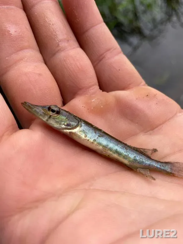 Pike — Malyye Soi, Jun 18, 2020