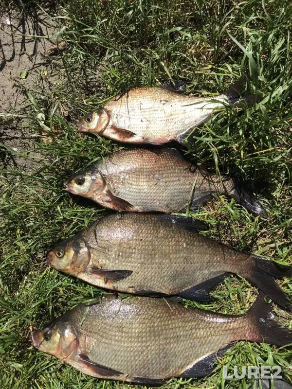 Bream — Mukhavets, Jun 18, 2020