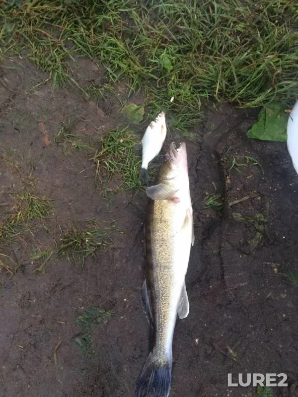 Bream, White bream — Mukhavets, Jun 20, 2020