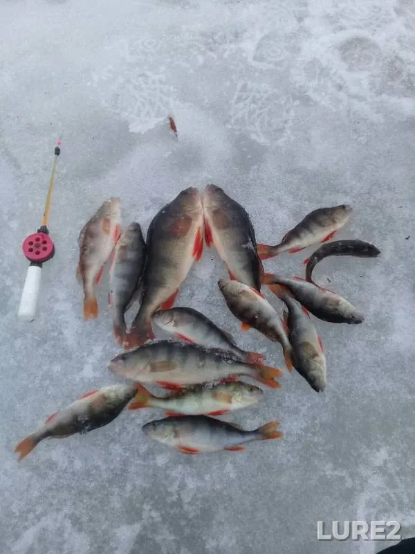 Perch — protoka Bolshaya Yuganskaya, Apr 23, 2019