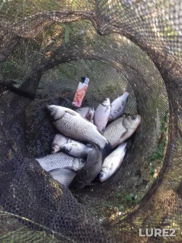 Crucian carp — Brestskaya oblast, Brestskiy rayon, Jun 25, 2020