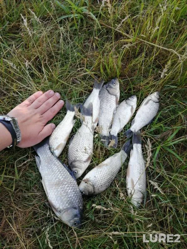 Crucian carp — Brestskaya oblast, Brestskiy rayon, Jun 26, 2020
