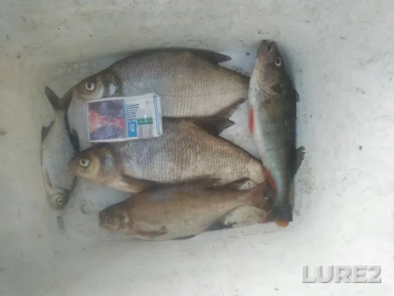 Bream, Perch — Mukhavets, Jun 27, 2020