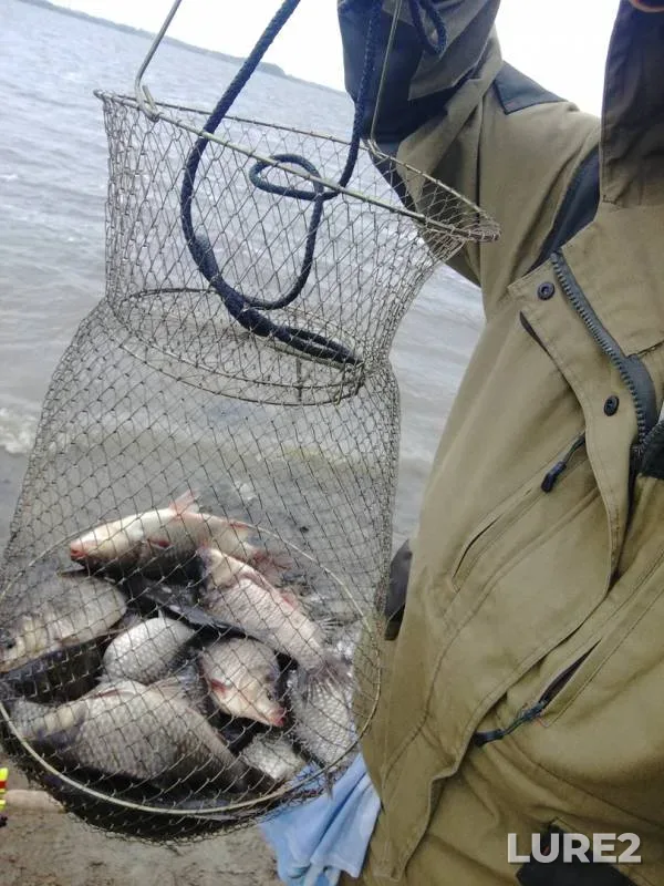 Crucian carp — Khanty-Mansiyskiy avtonomnyy okrug — Yugra, Nefteyuganskiy rayon, Jun 08, 2019