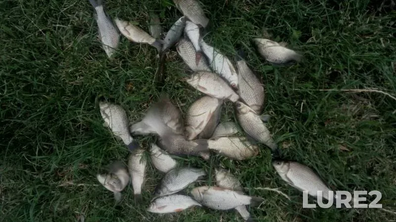 Crucian carp — Lesnaya, Jul 02, 2020