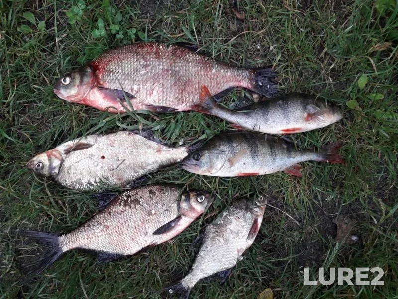 Bream, Perch — Mukhavets, Jul 03, 2020