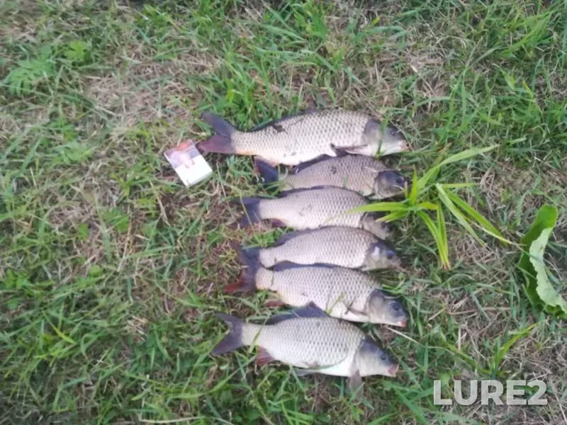 Carp — Tochiya, Jul 05, 2020