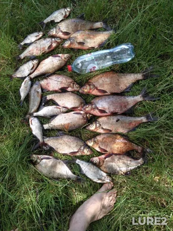 Bream — Brestskaya oblast, Jul 13, 2020