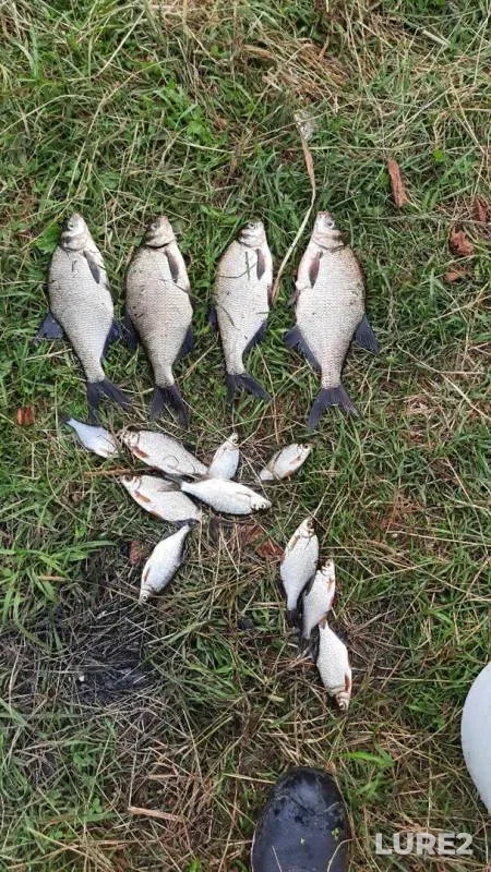 Bream — Pina, Jul 25, 2020